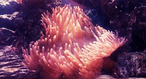ветреница, разноцветные кораллы под водой, красочный коралловый риф 