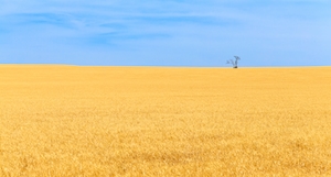 одинокое дерево, гордо стоящее на фоне ярко-голубого неба, контрастирующее с золотистым цветом пшеничных полей.