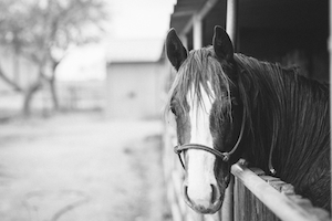 конь смотрит в кадр, крупный план, черно-белое фото 