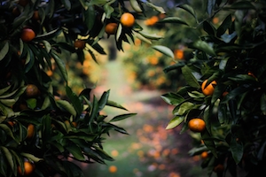 Секретный апельсиновый сад, фото веток апельсинового дерева 