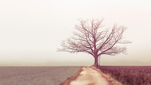 одиноко стоящее голое дерево, пейзаж 