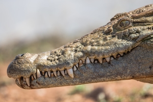 Африканский крокодил