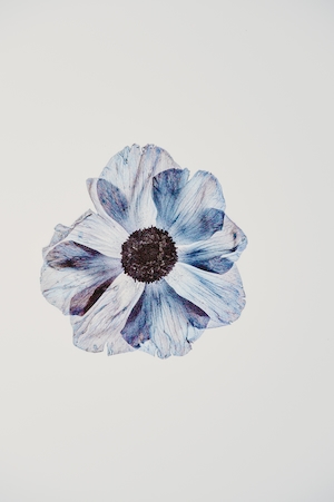 нежный голубой цветок на бумаге, иллюстрация голубого цветка 