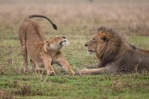 Лев смотрит, как львица растягивается