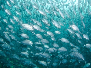 рыбное цунами, огромный косяк рыб в океане 