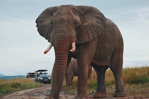 фото слона на сафари на фоне машин 