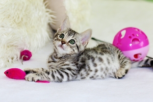 пятнистый котенок играет с розовыми игрушками 