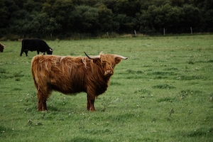 рогатая корова на зеленом поле 