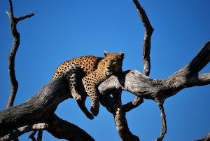 Леопард наблюдает с дерева 