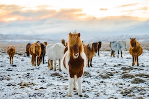 Исландские лошади на ферме зимой