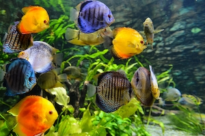 косяк разноцветных ярких рыб 