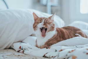 рыжая кошка зевает в постели