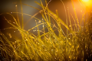 встает солнце, сквозь покрытую росой траву.