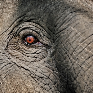 Слоновий глаз