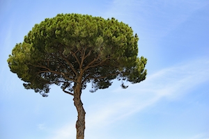 Дерево в Риме