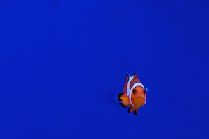 Рыба-клоун на синем фоне 