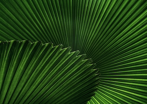 Листья веерной пальмы. Текстура зеленого листа, тропический лист крупным планом 