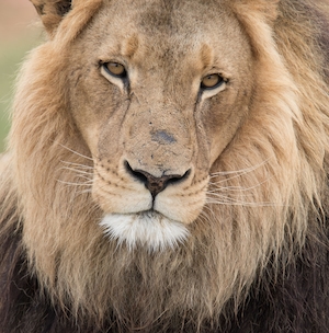 Снимок льва крупным планом в природном заповеднике 