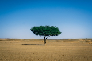Одинокое дерево в Сахаре, песчаная дюна, пески в пустыне, пейзаж в пустыне