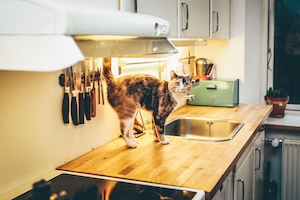 кот на кухонном столе 