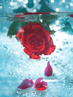 Цветок красной розы вод водой, крупный план 