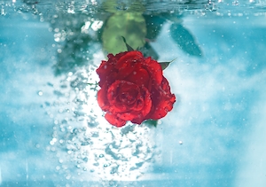 Цветок красной розы под водой, крупный план 