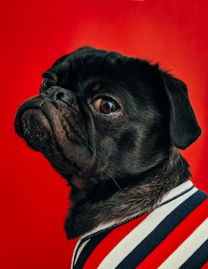 Собачка в разноцветной кофте на красном фоне 
