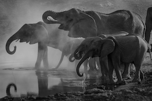 Слоны на водопое