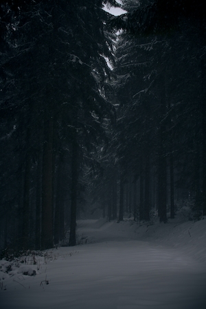 темный хвойный лес зимой, заснеженная лесная тропинка в темном лесу 
