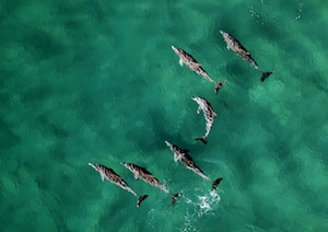 подводный мир, дельфины в бирюзовом море, фото сверху 