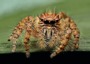 Прыгающий паук, Hyllus treleaveni. Самка, паук, макросъемка