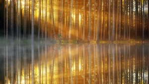 лесной свет в пруду, стволы деревьев в лесу и яркое солнце во время заката 
