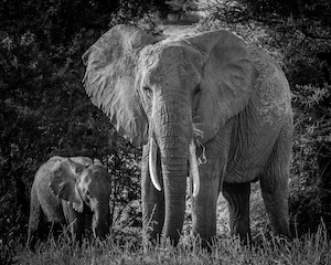 слониха и слоненок в национальном заповеднике, черно-белое фото 