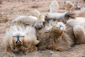 Два льва лежат на спине 