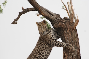 Леопард забирается на дерево 