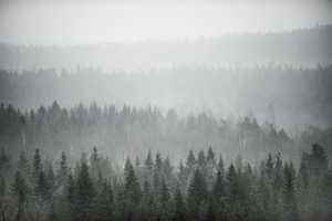туманный лес, фото сверху, черно-белый кадр 