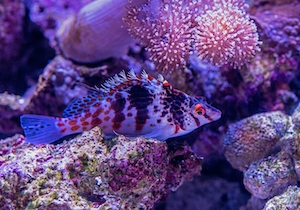 Симпатичная маленькая рыба-ястреб прячется среди кораллов в аквариуме Кэрнса.