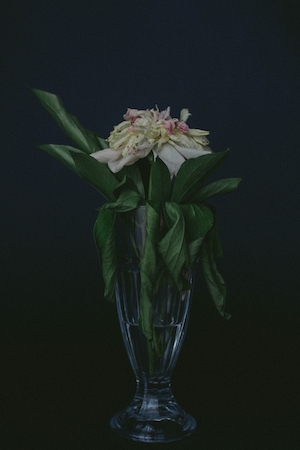 цветок в вазе на черном фоне 