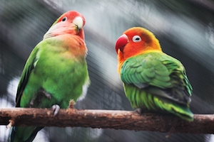Дружественные цветные попугаи на ветке, крупный план