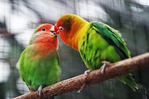 поцелуй попугаев, крупный план 