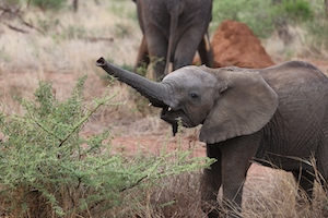 Слоненок с поднятым хоботом 