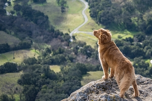 Собака смотрит на природу с вершины утеса 