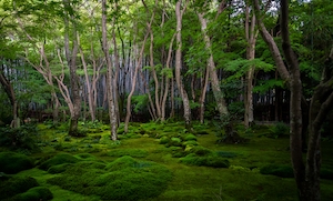 Сад мха, Киото, зеленый лес изнутри, стволы деревьев, мох