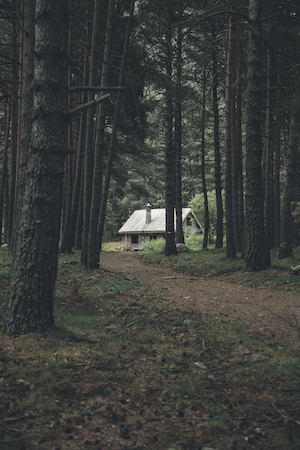одинокий дом внутри зеленого леса 