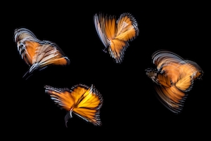 Бабочки-монархи с подсветкой, размытый кадр 