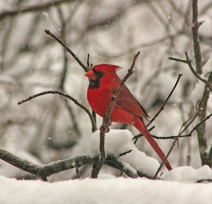 красный кардинал на снежной ветке, крупный план