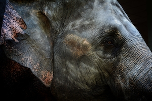 слон смотрит в кадр, фото в профиль, крупный план 