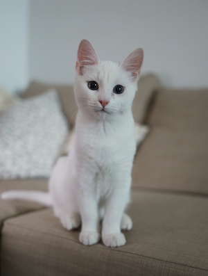 белая кошка сидит на диване, смотрит в кадр 