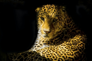 леопард в своем вольере в тени