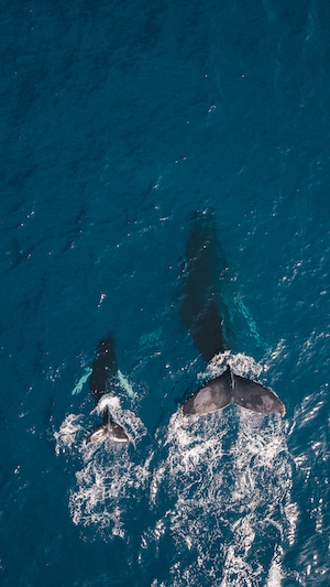 морские волны с высоты, фото сверху, морская пена, два кита в море 